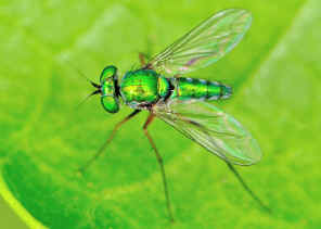 DSC_9095.jpg (149945 bytes)