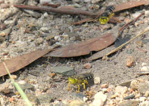 DSCN0546.jpg (350758 bytes)
