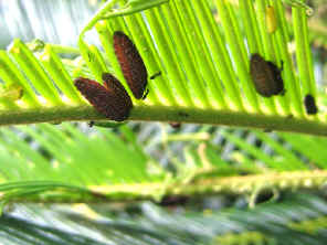 T_onycha[1].JPG (121822 bytes)
