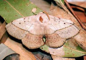 JustHatchOnLeaf.jpg (240140 bytes)