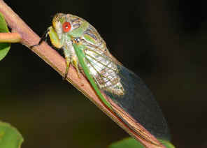 PWC_8030.jpg (112827 bytes)