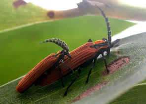 wpe9.jpg (26103 bytes)