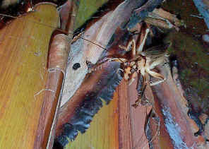Cricket101.jpg (287870 bytes)