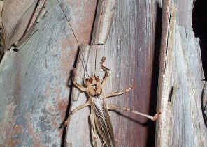 Cricket Climing.jpg (327642 bytes)