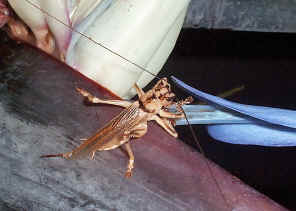 Cricket feeding4.jpg (186641 bytes)