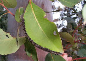 KTDEggsOnLeaf2.jpg (273636 bytes)