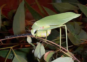KatydidLayingEggs3.jpg (212288 bytes)
