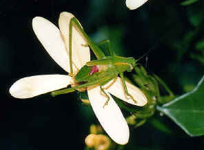 KatydidOnFlower1.jpg (182724 bytes)
