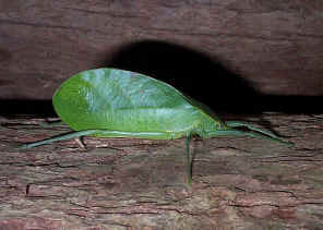 LeafKatydid2.jpg (307011 bytes)