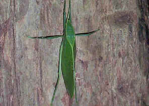 LeafKatydid3.jpg (331461 bytes)