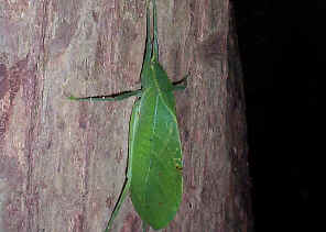 LeafKatydid4.jpg (258258 bytes)