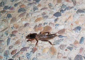 MoleCricket32.jpg (293705 bytes)