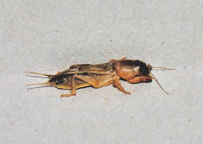 SCN_0003a.jpg (277693 bytes)