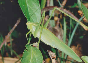 SCN_0006y.jpg (289236 bytes)
