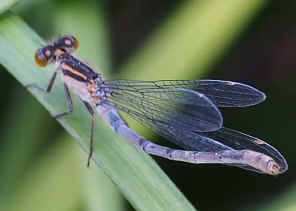 OM010417.jpg (97563 bytes)