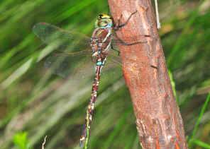 DSC_2323.jpg (303663 bytes)
