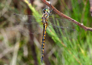 DSC_2513.jpg (201150 bytes)
