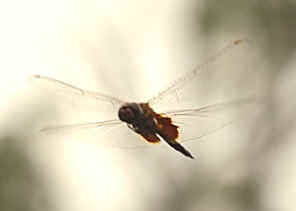 DSC_3103 (2).jpg (40173 bytes)