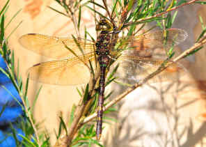 DSC_9883.jpg (580242 bytes)