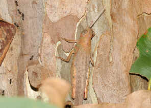 DSC_2117.jpg (366194 bytes)