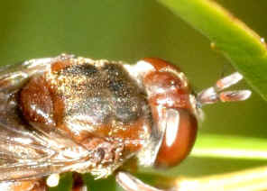 PWC_9053h.jpg (124174 bytes)