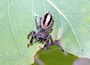 wpe1.jpg (39478 bytes)