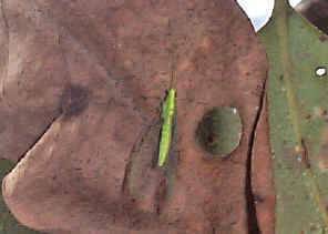 Lacewing2.jpg (58907 bytes)