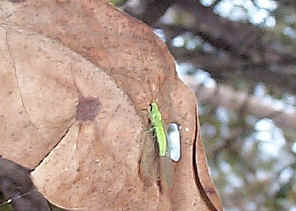 Lacewing.jpg (71649 bytes)
