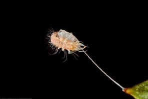 Lacewings Larvae .jpg (44124 bytes)