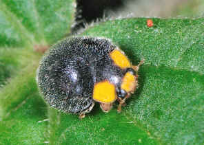 DSC_1674.jpg (366058 bytes)