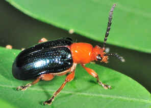 DSC_2094.jpg (237631 bytes)