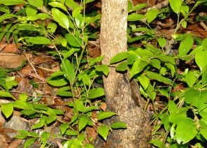 PWC_9669.jpg (249457 bytes)