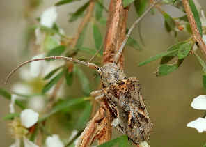 DSC_8747_Platyomopsis_obliqua.jpg (82380 bytes)