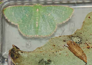 SCN_0013b.jpg (246495 bytes)