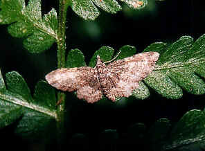 SmallLopperMoth.JPG (106408 bytes)