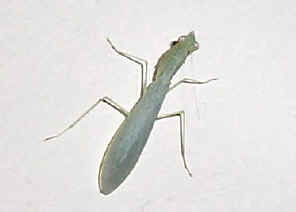 SmallGreeMantid1.jpg (20872 bytes)