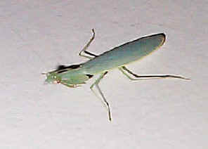SmallGreeMantid3.jpg (22966 bytes)