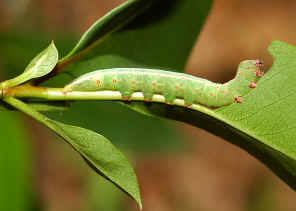 DSC_8569.jpg (67120 bytes)