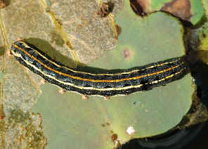 DSC_4800.jpg (111565 bytes)