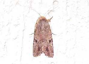 Moth151.jpg (37387 bytes)