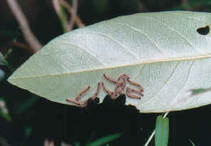 11CatOnleaf2.jpg (75597 bytes)