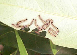 GroupSmallCat2.jpg (68496 bytes)