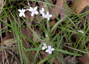 wpe4.jpg (35938 bytes)