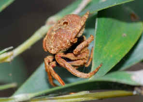 PWC_3298 Poltys microtuberculatus stygius.jpg (118815 bytes)