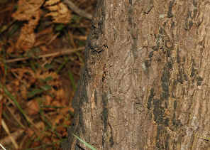 DSC_2902.jpg (126678 bytes)