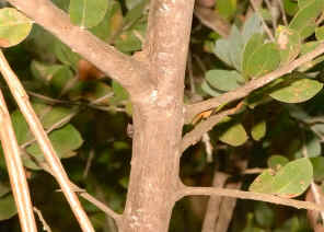 PC9_0482.jpg (147799 bytes)