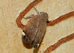 PWC_9546.jpg (147500 bytes)
