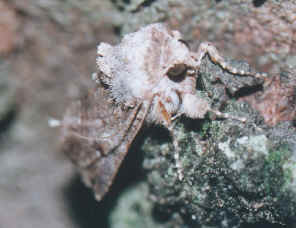 MothFace2.jpg (183792 bytes)
