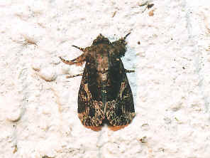 MothOnWall.jpg (176889 bytes)