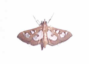 moth small pattern2.jpg (20008 bytes)